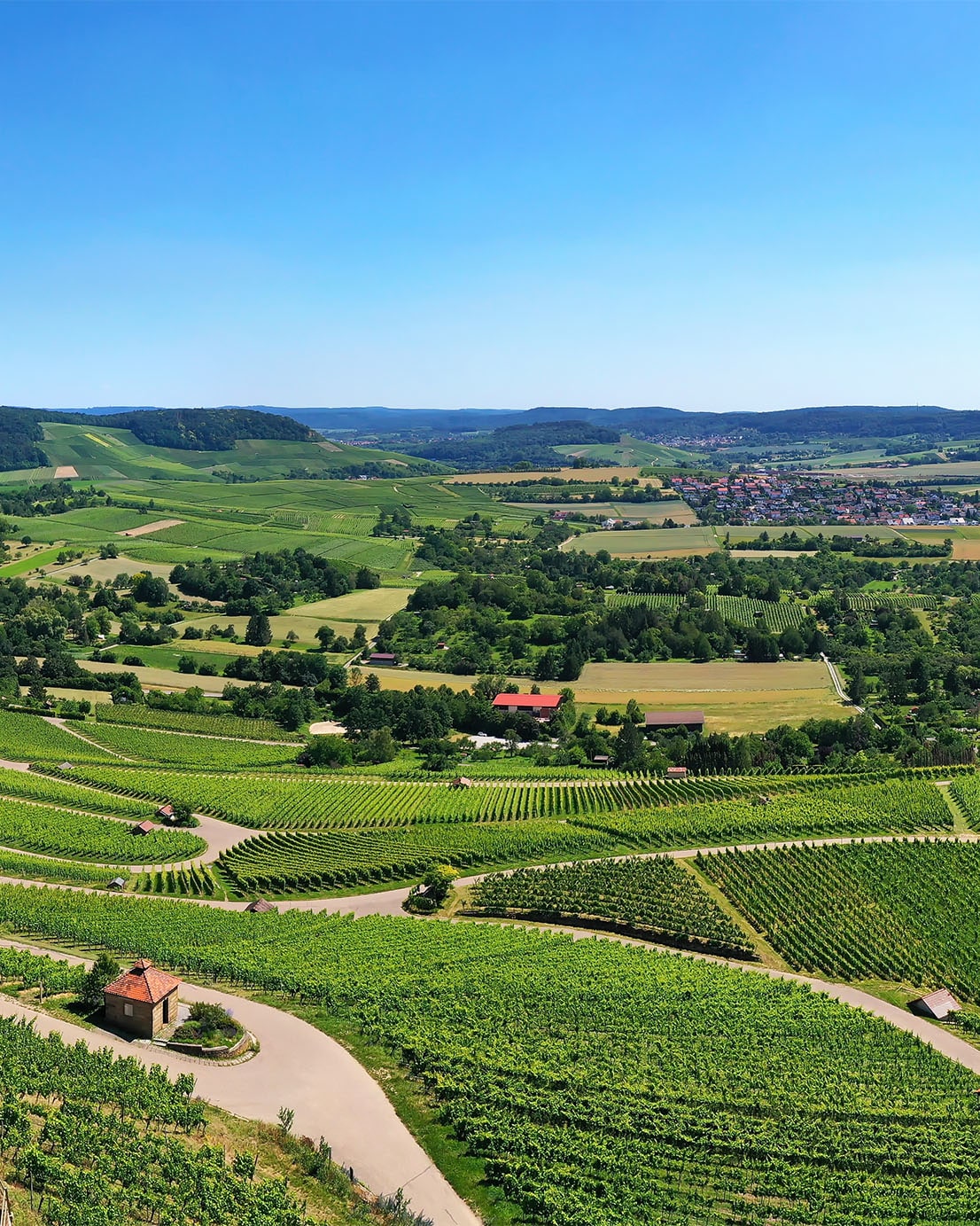 Weinberge, sanfte Hügel und üppige Reben unter klarem Himmel